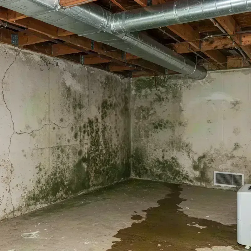 Professional Mold Removal in Saint Joseph, MI